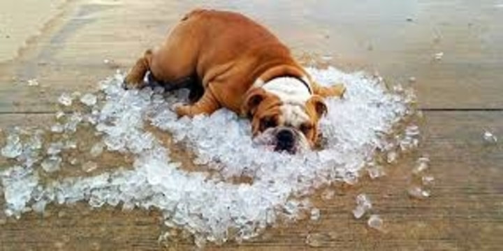 dog laying on ice
