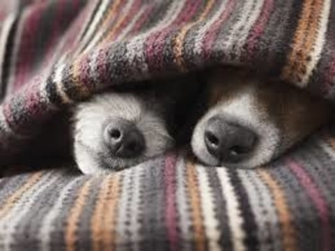 cold dogs under blankets